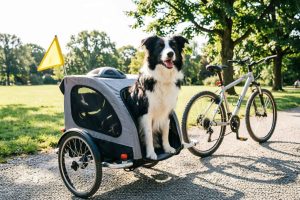 Emmenez votre chien partout avec une remorque vélo adaptée ! Sécurité, confort et liberté pour vos balades à deux roues. Guide complet pour bien choisir sa remorque pour animal